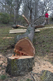 Felling of an ash tree by Emondage Lac-Brome in Knowlton.