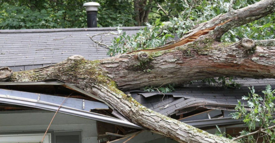 Tree fell on house after a storm in Brome Lake. It will be removed by Emondage Lac-Brome.