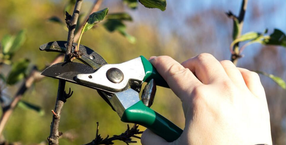 A pruner from Emondage Lac-Brome performs the formation size on a fruit tree.