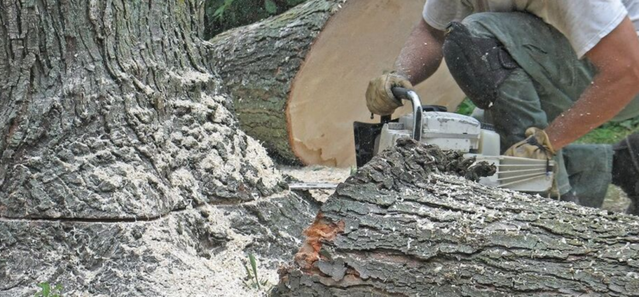 Abattage d'une arbre malade par un employé de Emondage Lac-Brome.