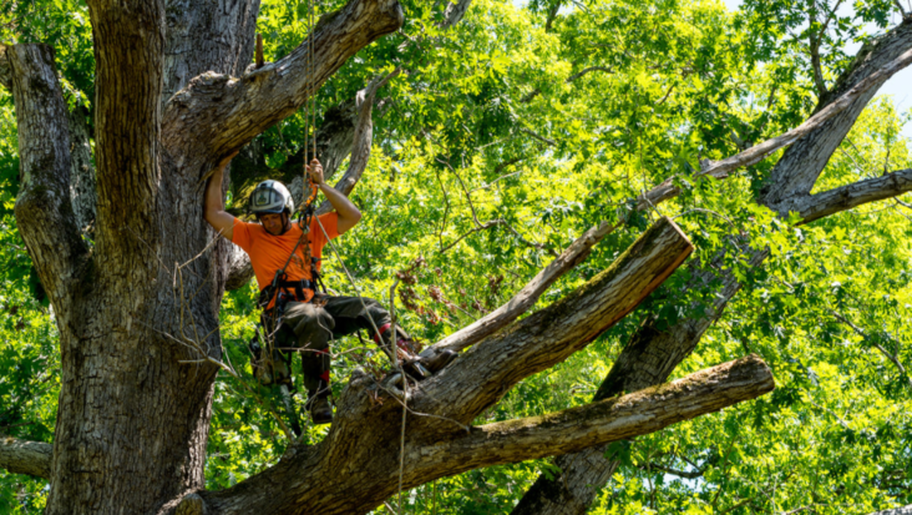 Émondeur de Emondage Lac-Brome travaille en hauteur dans un arbre.