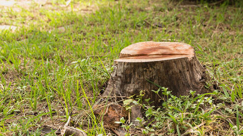 Stump at a resident of Brome Lake. The grubbing will be done by Emondage Lac-Brome.